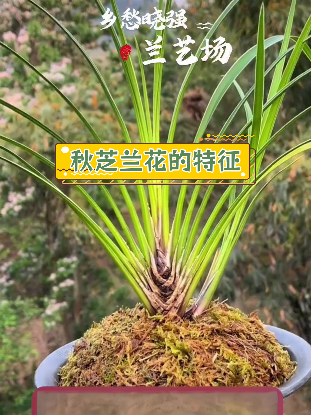 秋芝兰花特点图片