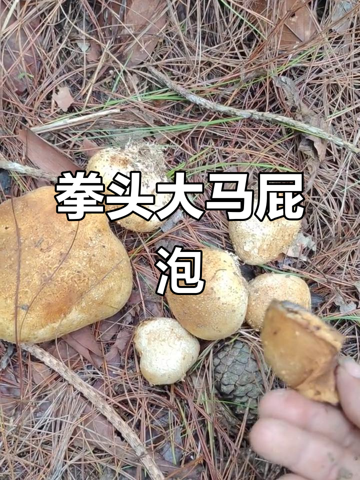 见过拳头大的马屁泡吗?云南野生菌的奇特美味