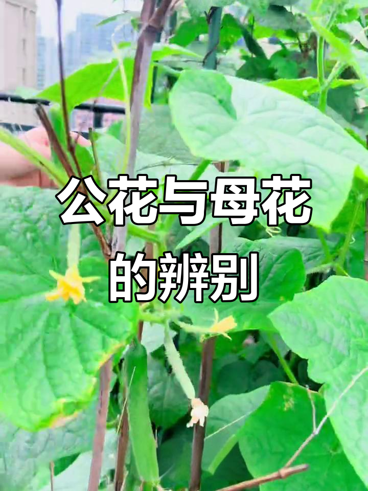 黄瓜为什么只开花不结果
