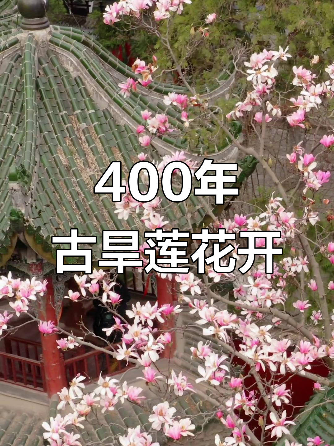 汉中古旱莲盛开,象征纯洁爱情与真挚友情