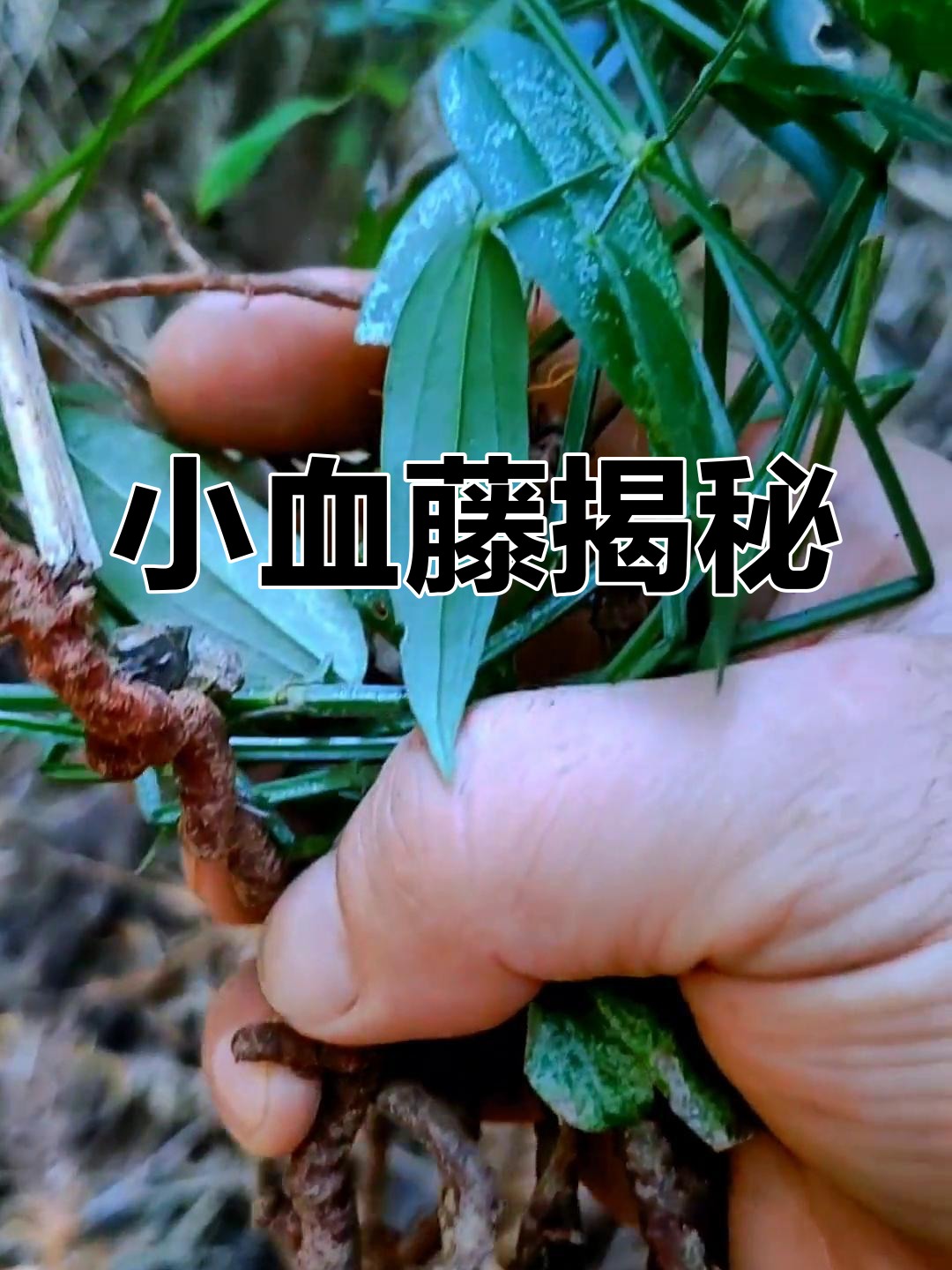 茜草,锯锯草,小血藤的详细介绍,帮助大家深入了解