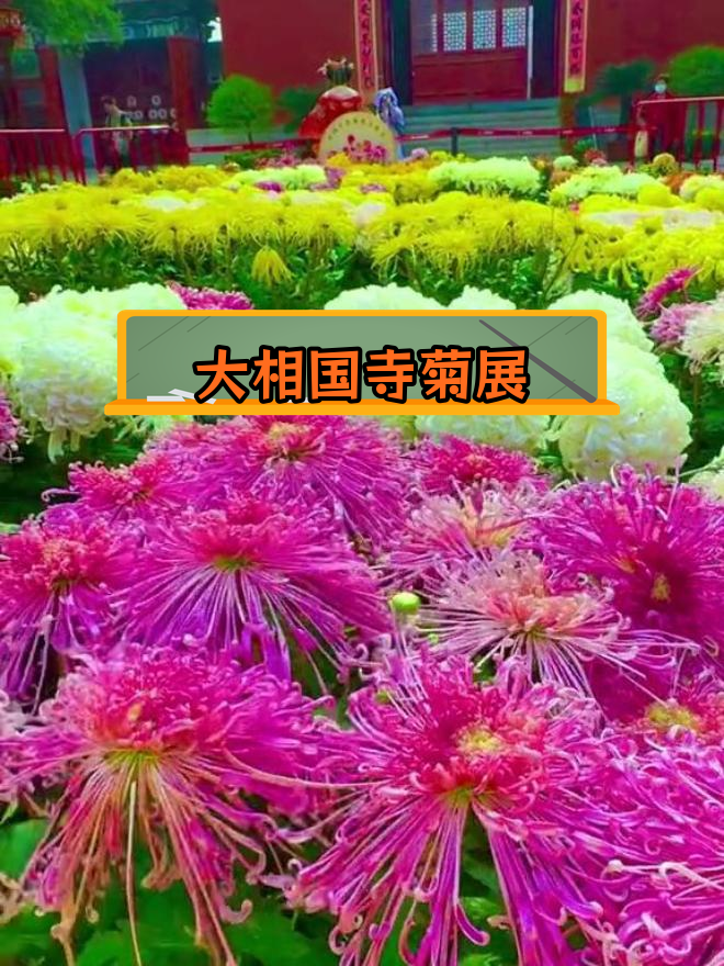 2021开封菊花展门票图片