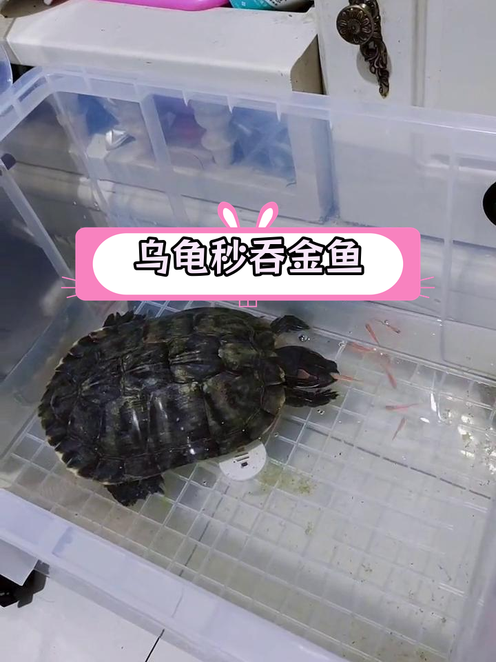 大巴西龟吞金鱼,速度惊人