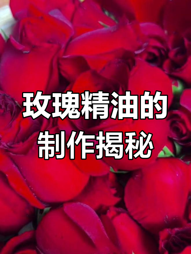 玫瑰精油提取全过程:9999朵花才能提炼100克