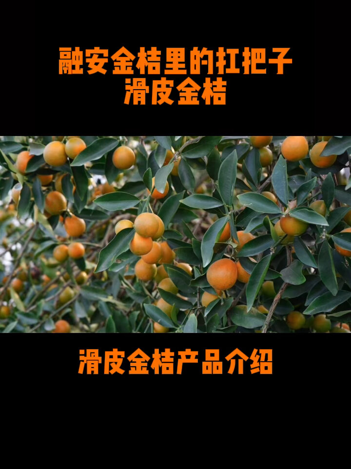 融安滑皮金桔简介图片