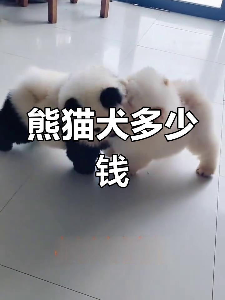 熊猫狗价钱图片