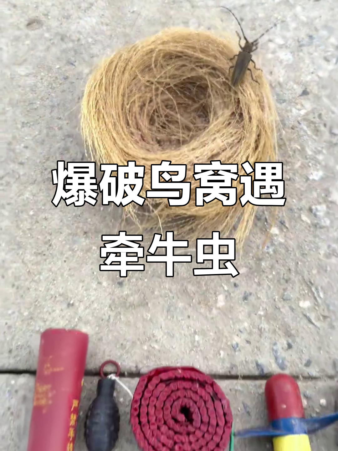 厕所旁发现鸟窝,牵牛虫竟藏其中!爆破实验惊险刺激