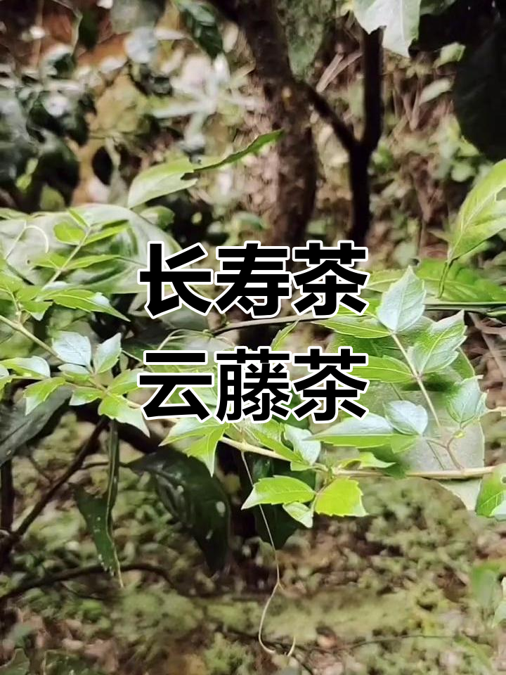 深山里的长寿茶,云藤茶的神奇功效与民间传说