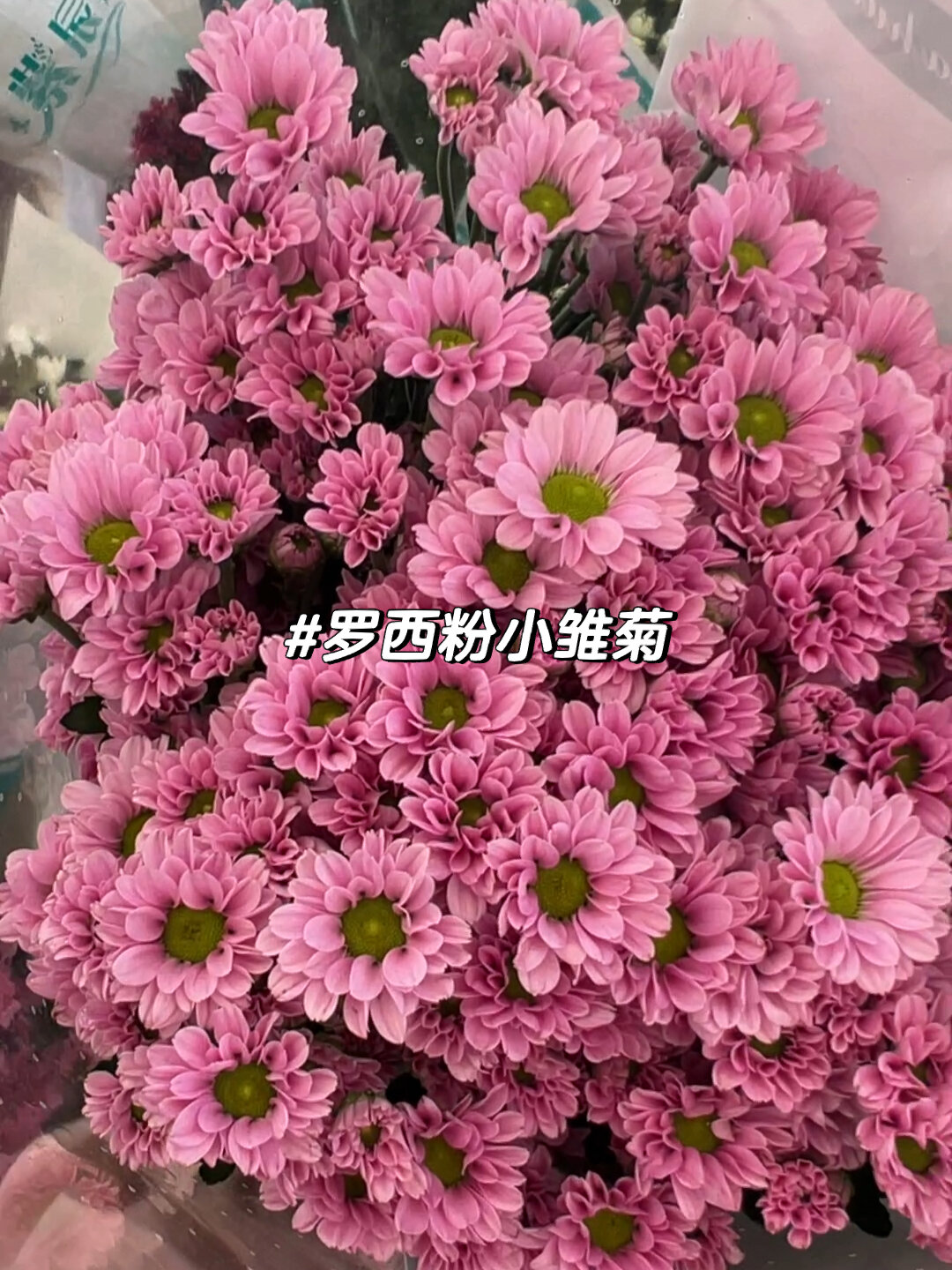 粉丹特小雏菊花语图片