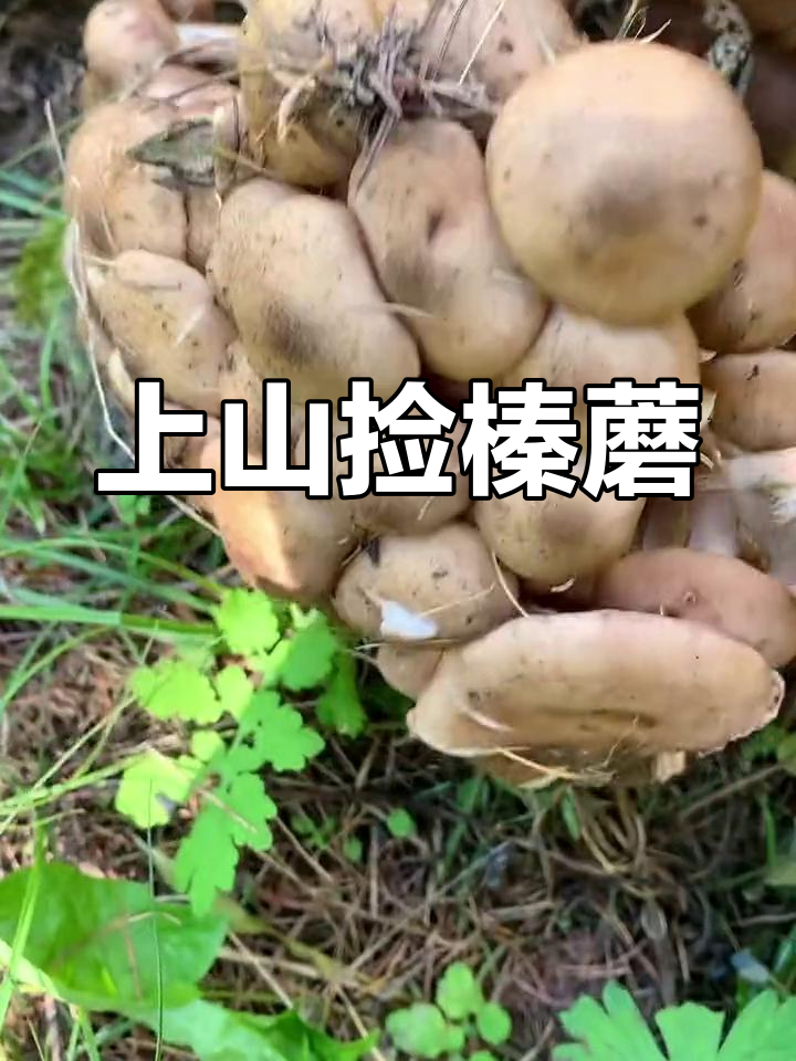 东北深山采蘑菇,满地都是榛蘑,踩都踩不过来