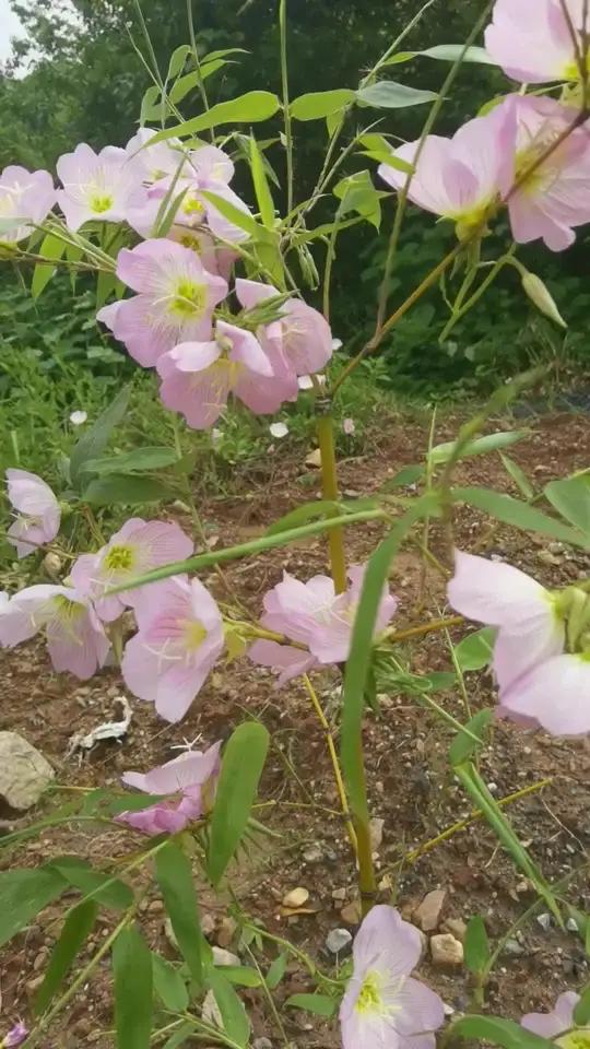 农村的花就是美,你见过竹子开花吗