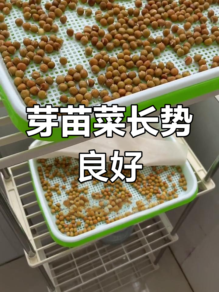 芽苗菜生长第二天,麻豌豆已发芽生根