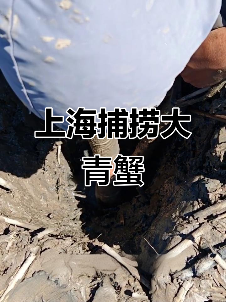 上海赶海抓大青蟹,意外发现神秘生物