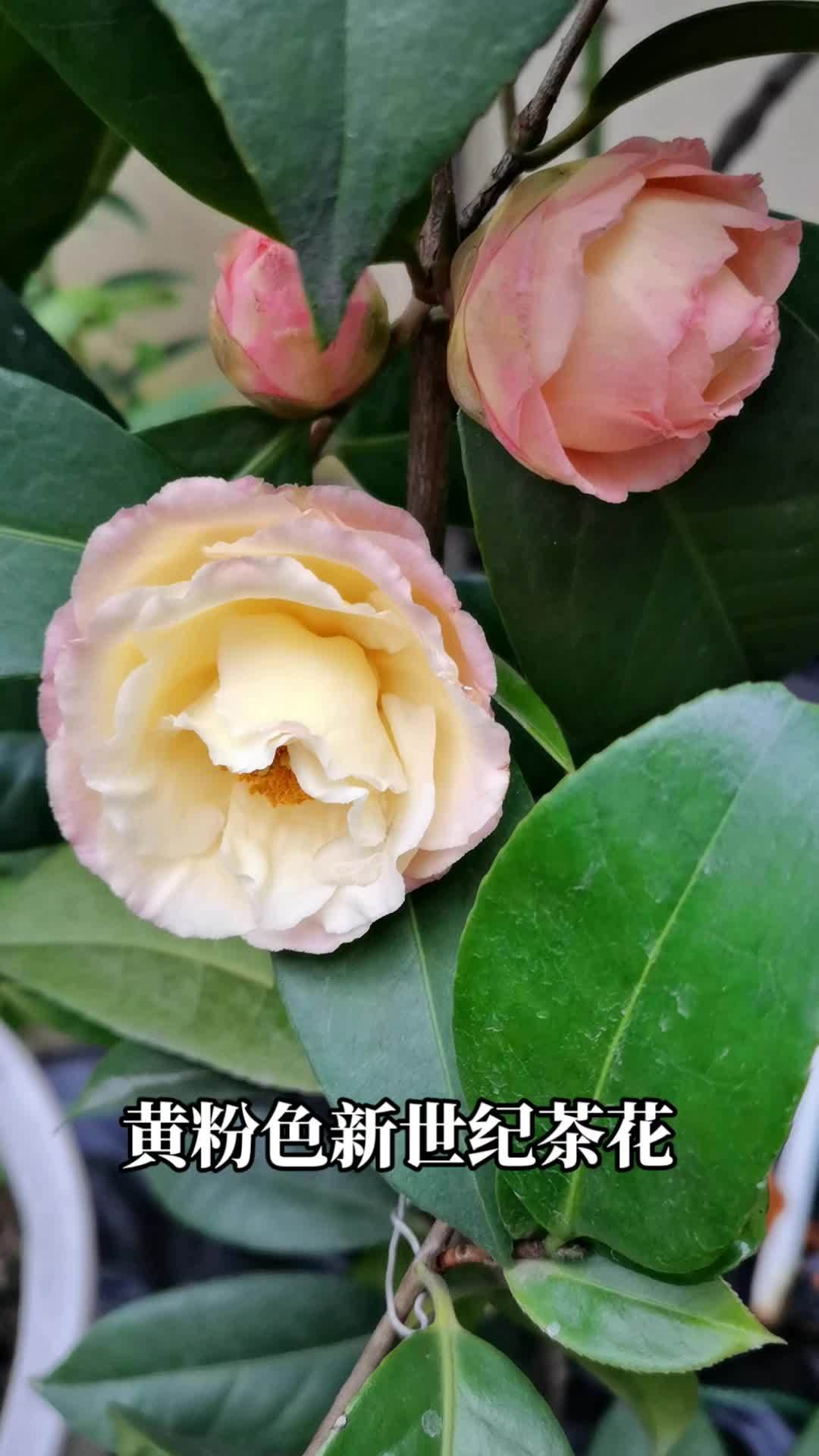 茶花 新世纪和哈罗德,哈罗德还没完全打开-度小视