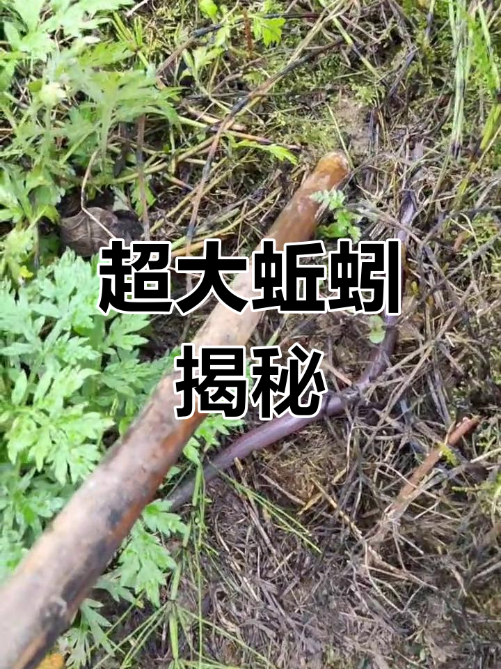 见过最大的蚯蚓,36厘米长!画出来才震撼