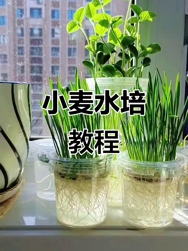 水培小麦从种子到发芽全过程,轻松学会水培技巧