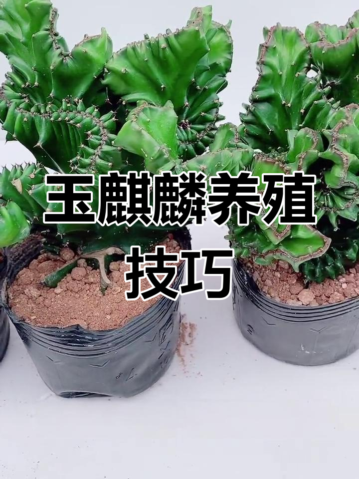 玉麒麟盆栽养护全攻略