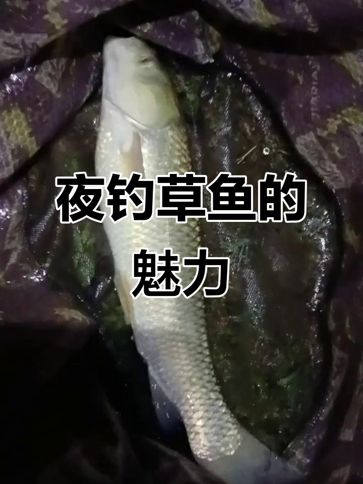 夜晚草鱼垂钓,静谧中尽享独特乐趣