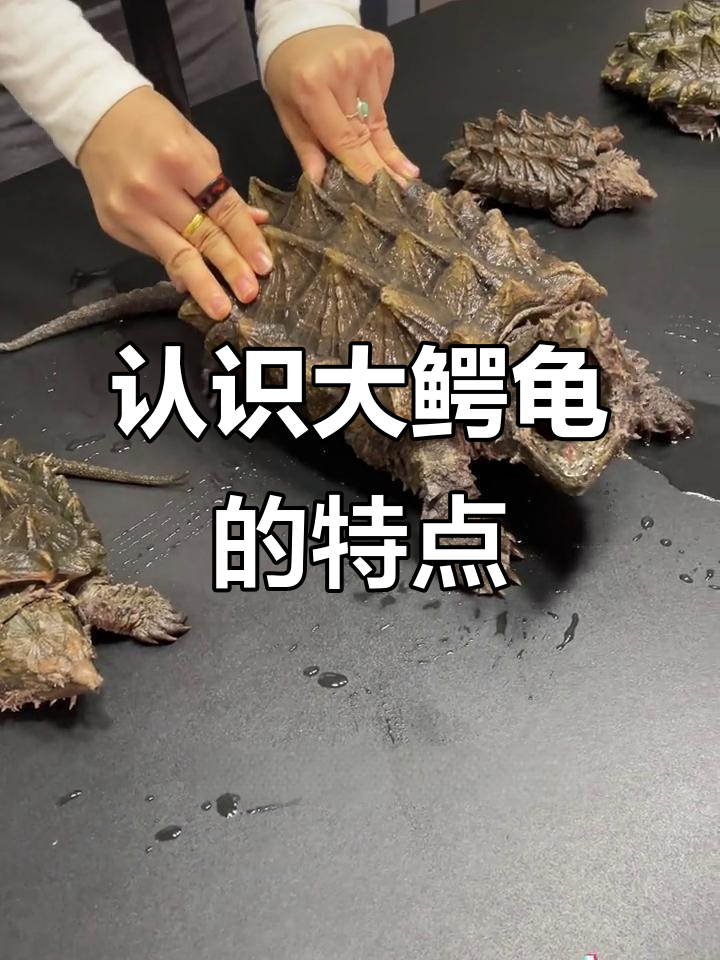大鳄龟揭秘:如何区分大鳄与小鳄,了解它们的独特捕食方式
