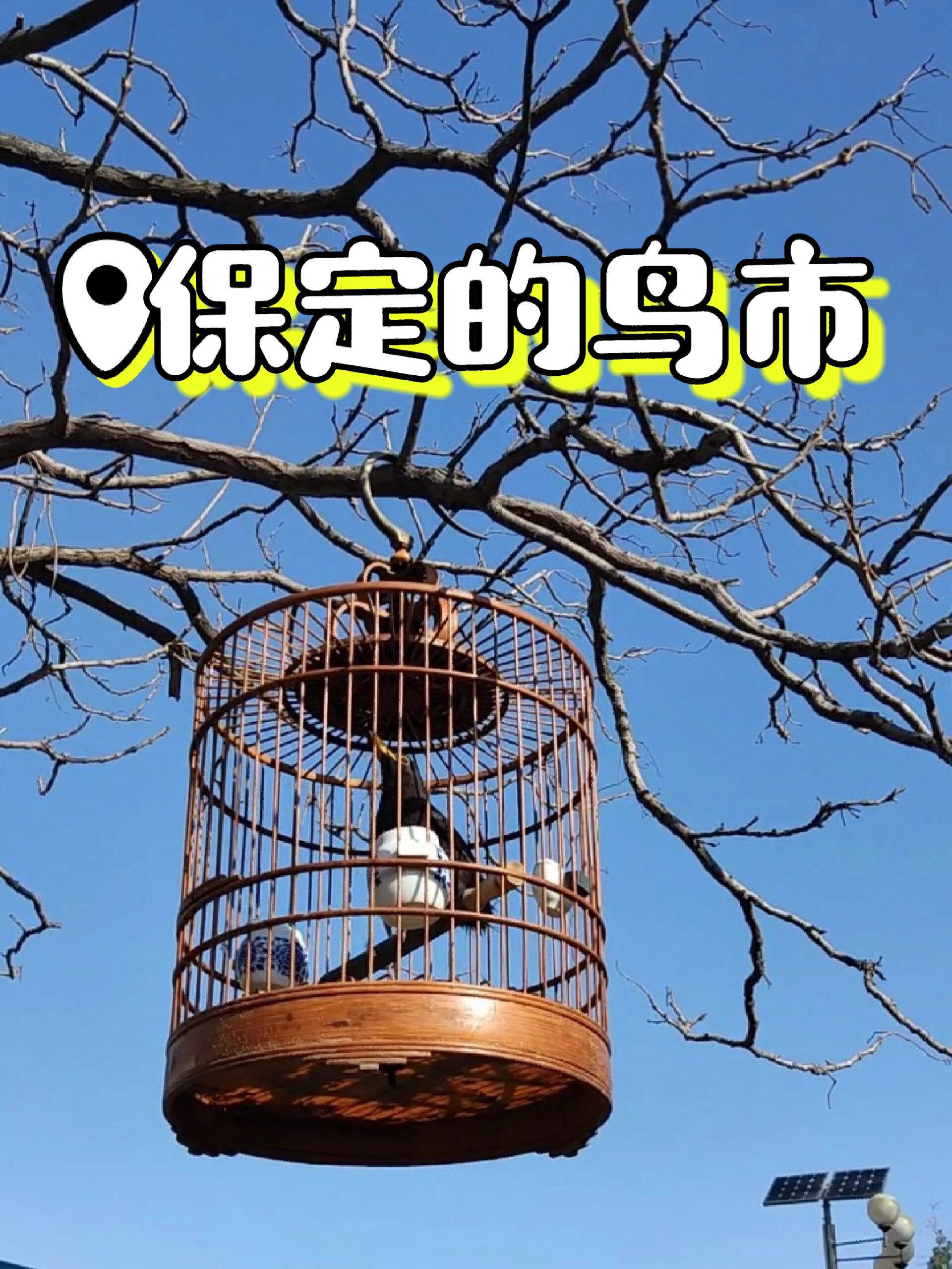 保定的鸟市