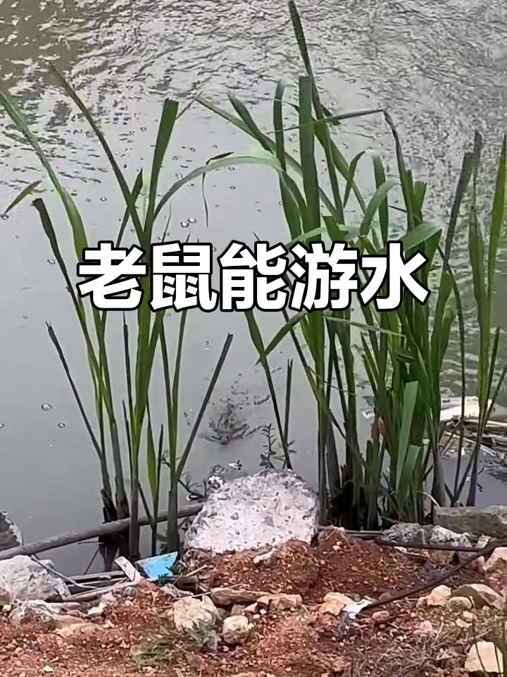 老鼠竟然会游泳,真让我惊讶!