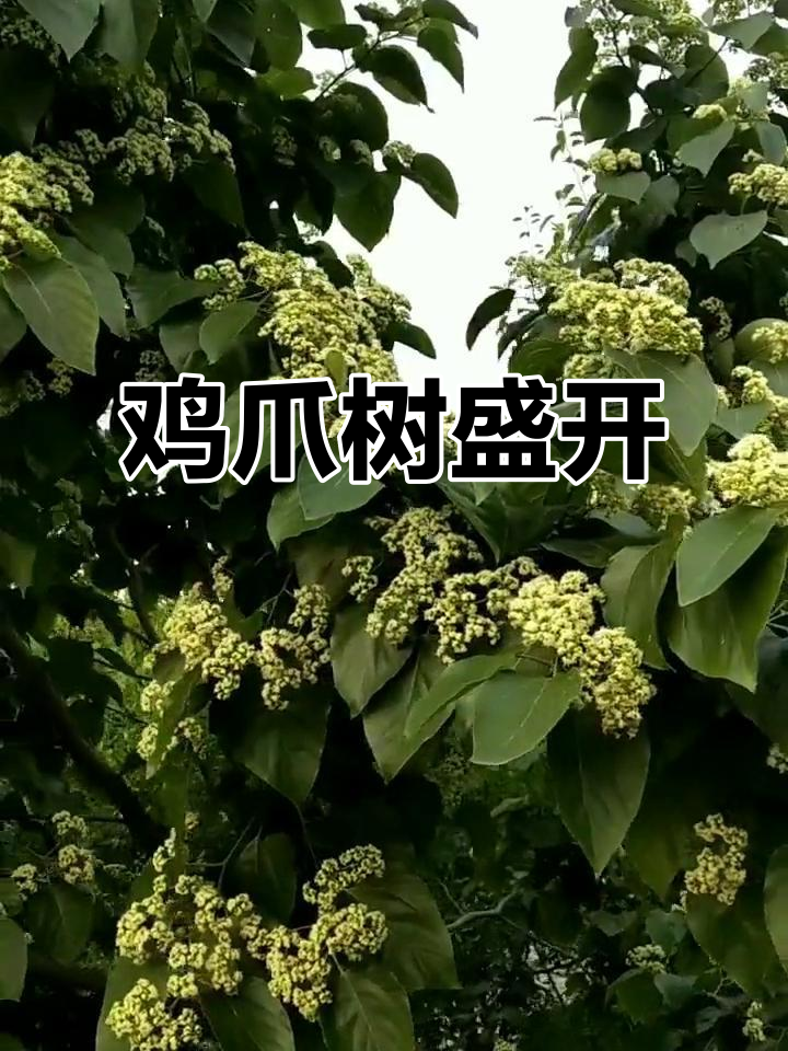 鸡爪树开花,果实甜美营养丰富,让人爱不释手