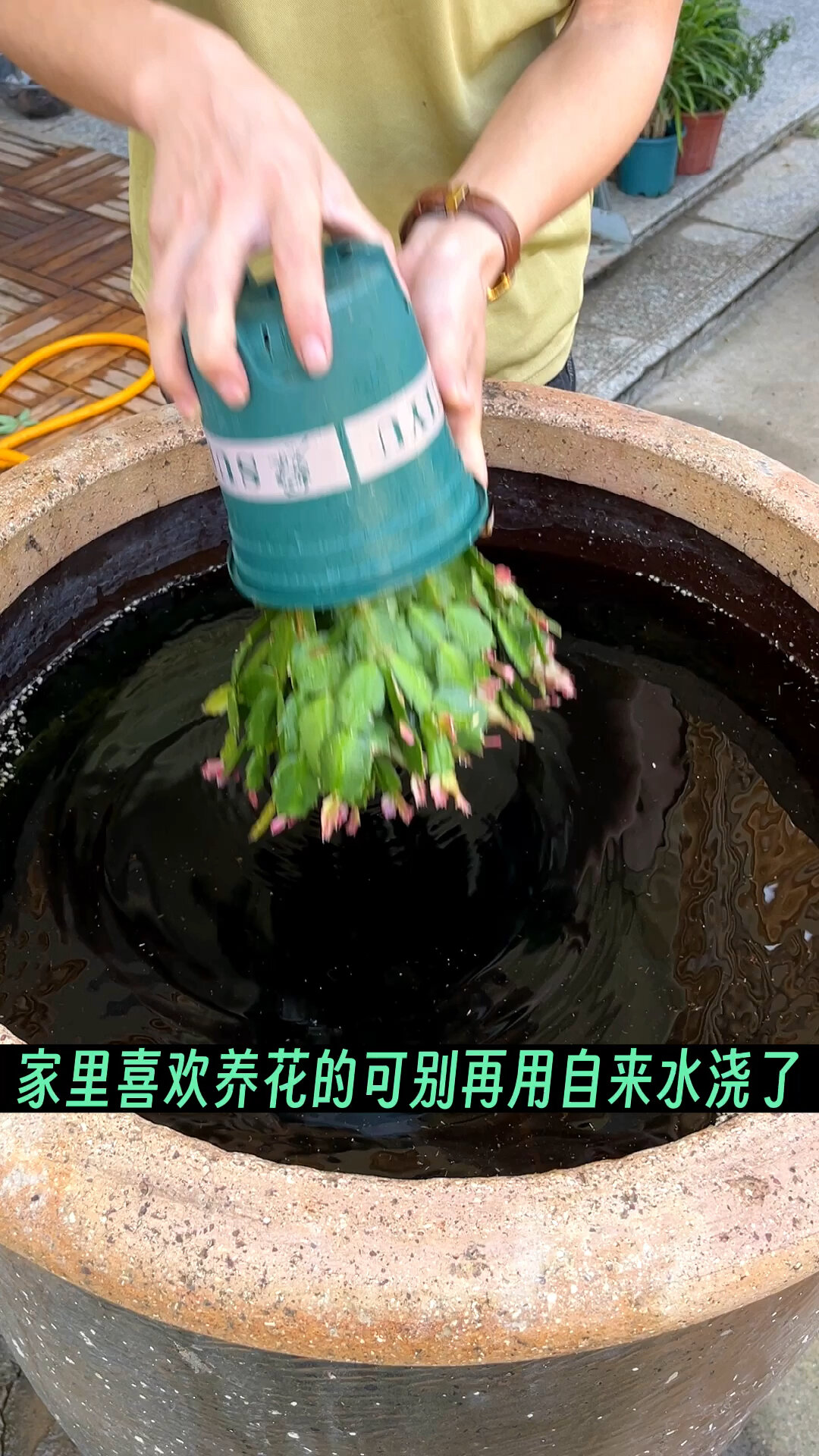 养花十句顺口溜小雨不浇水,绿植噘着嘴,盛