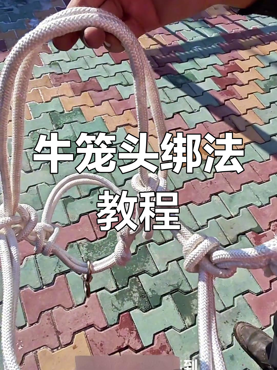 牛笼头绑绳技巧大揭秘,轻松学会这些生活小妙招