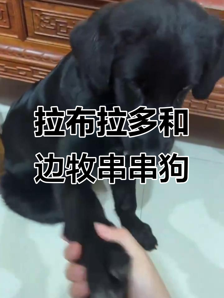 黑色拉布拉多与边牧混血,萌态十足,超帅!