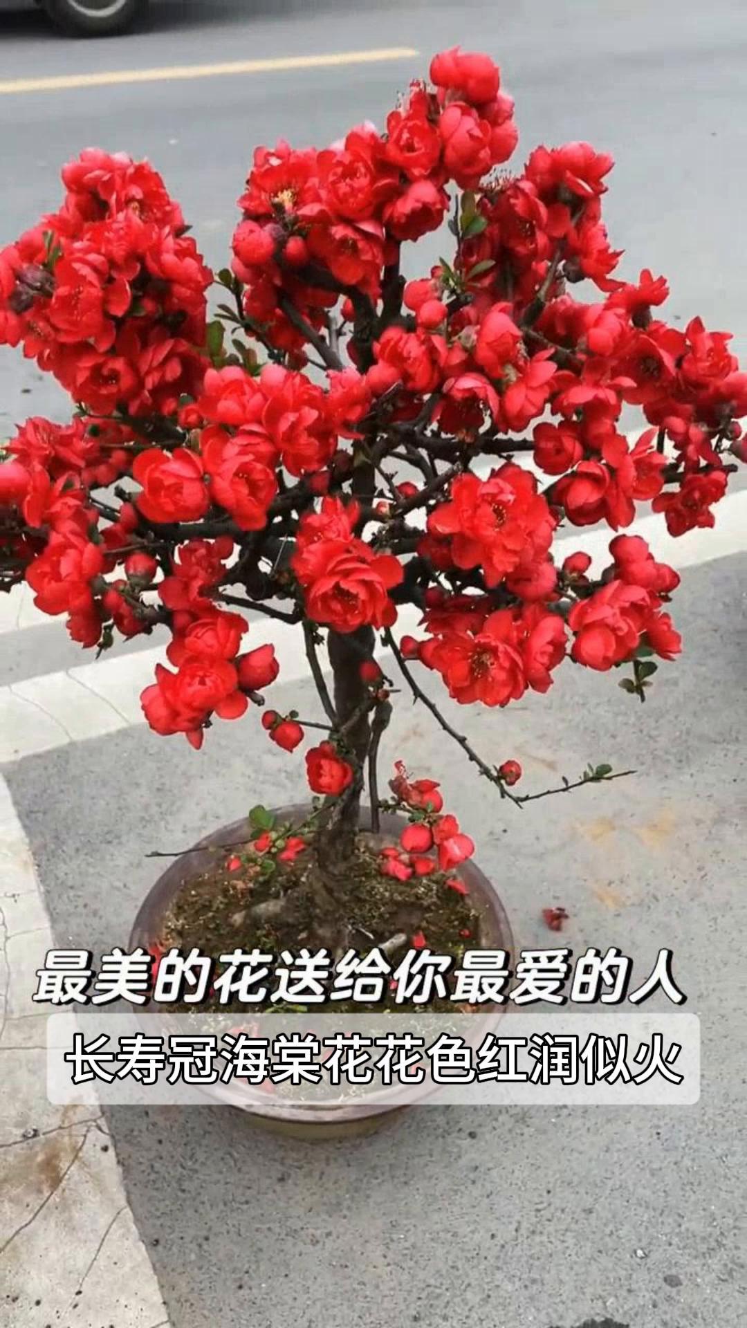 长寿冠海棠花