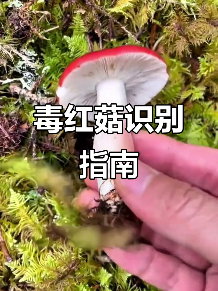 毒红菇误食可能中毒,认清特征别乱尝