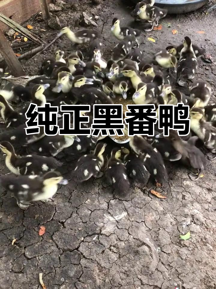 大种黑番鸭小时候图片