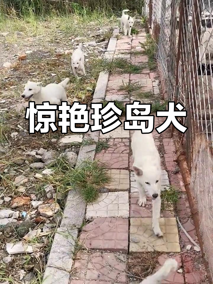 韩国珍岛犬图片