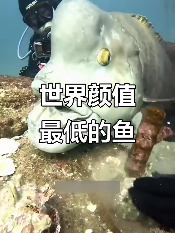 全球七大最丑鱼类,看看你见过几种?