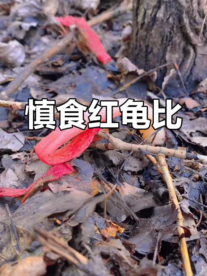 红鬼笔菌的神秘功效与危险性