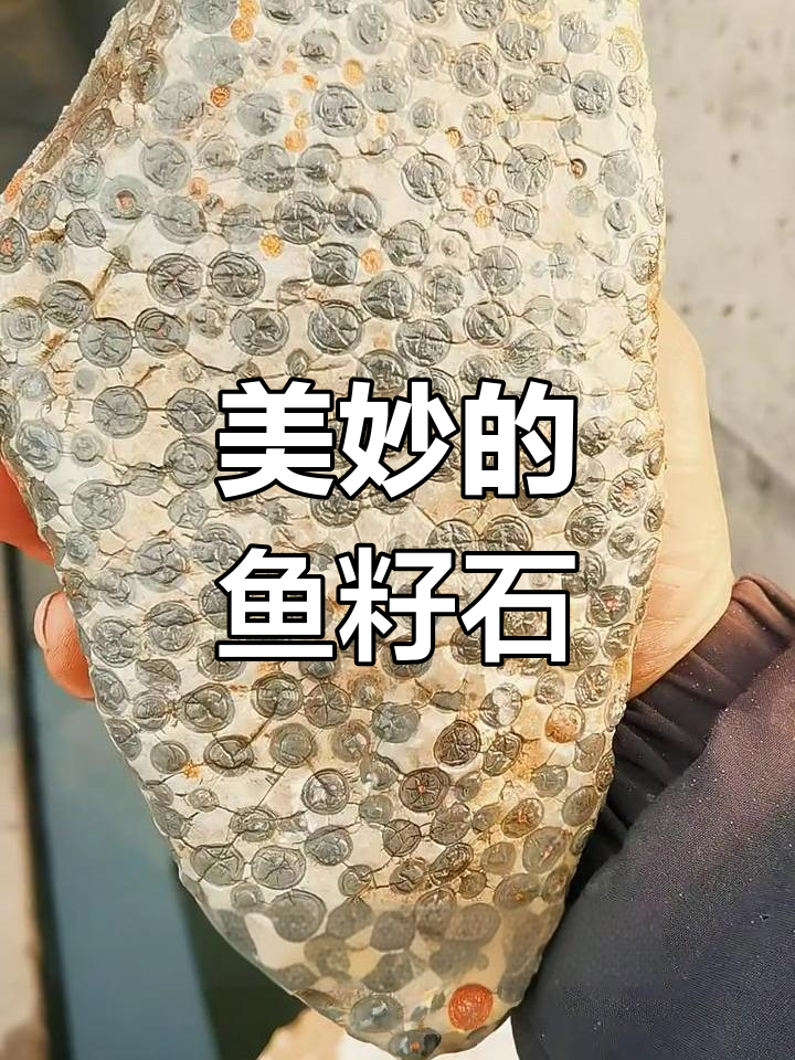 鱼籽石,密集恐惧症的福音!这种石头竟然这么美