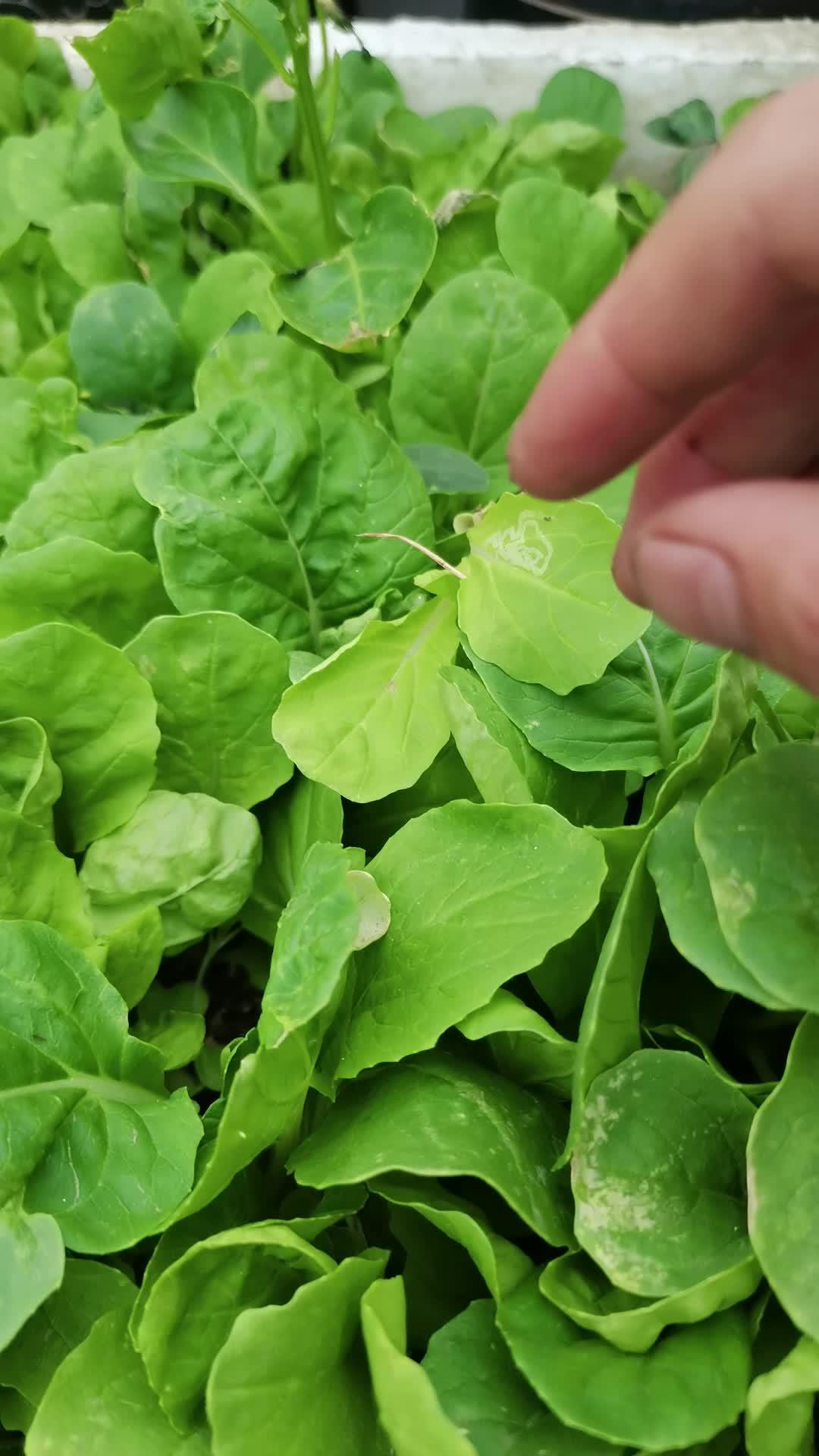 速生小白菜一週能摘愛生活愛養花花卉綠植我的小菜園純天然無公害