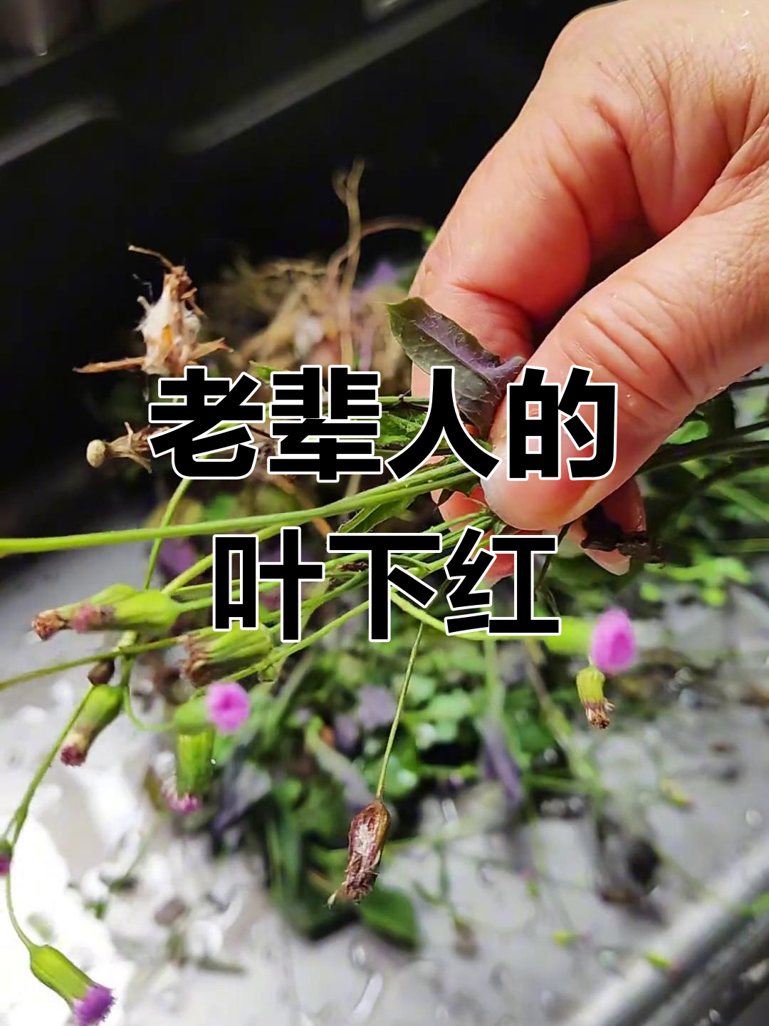 叶下红,老一辈的智慧结晶!你们那边叫它什么?