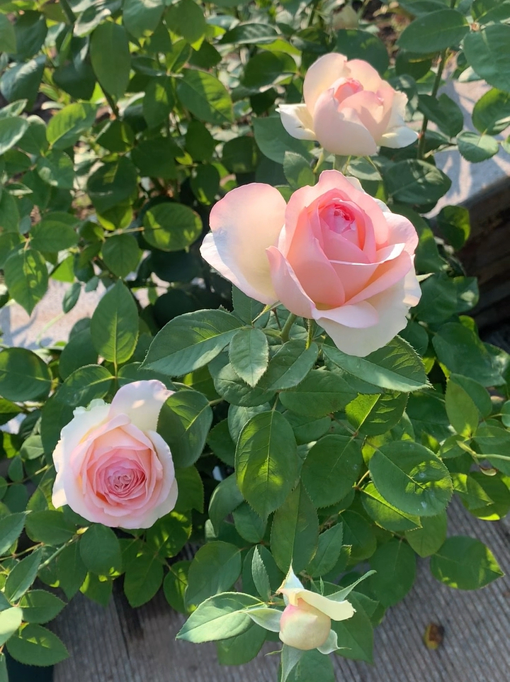 灌木月季之蒙娜丽莎肤白貌美大长腿