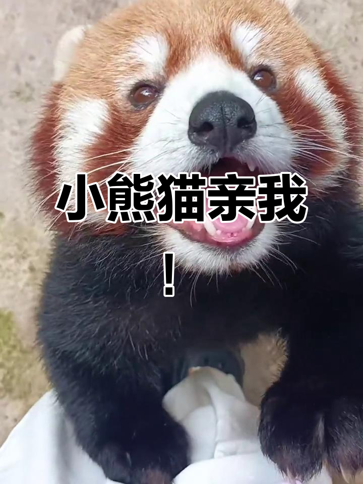 小熊猫撒娇求亲亲,萌态十足让人心都化了