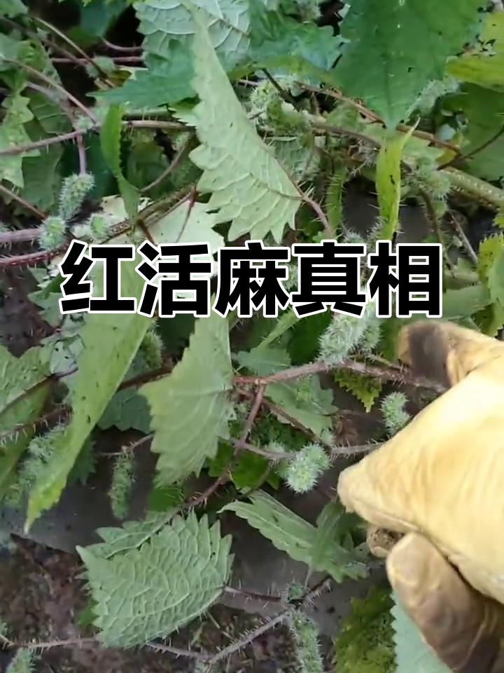 各地红活麻各有说法,其实都是同一种植物