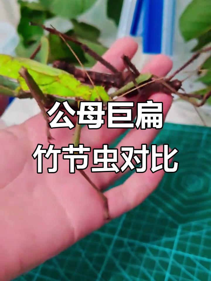 巨扁竹节虫:公母形态大揭秘,吃巴勒叶的神奇动物
