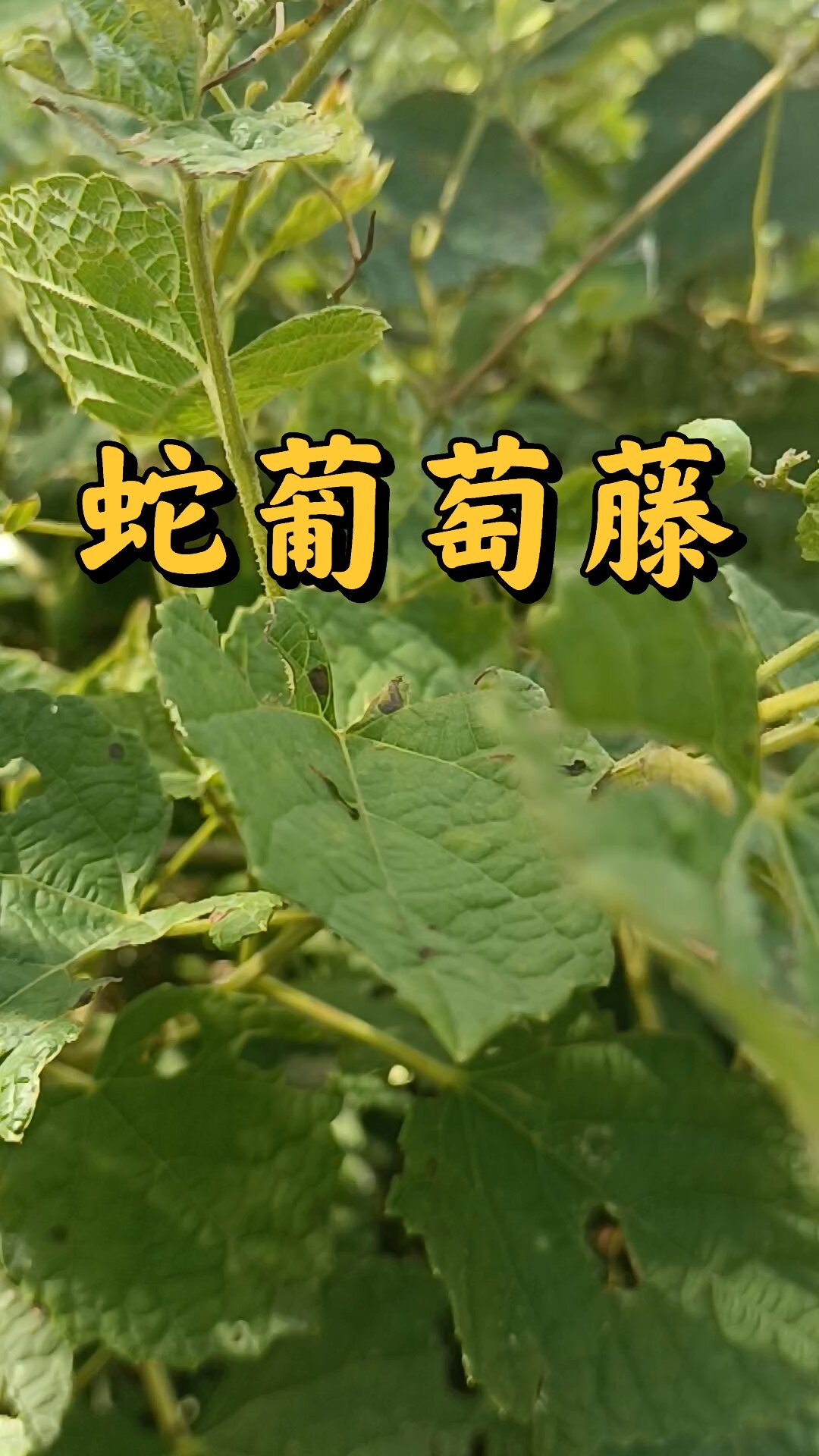 别名有山葡萄,野葡萄,爬山虎