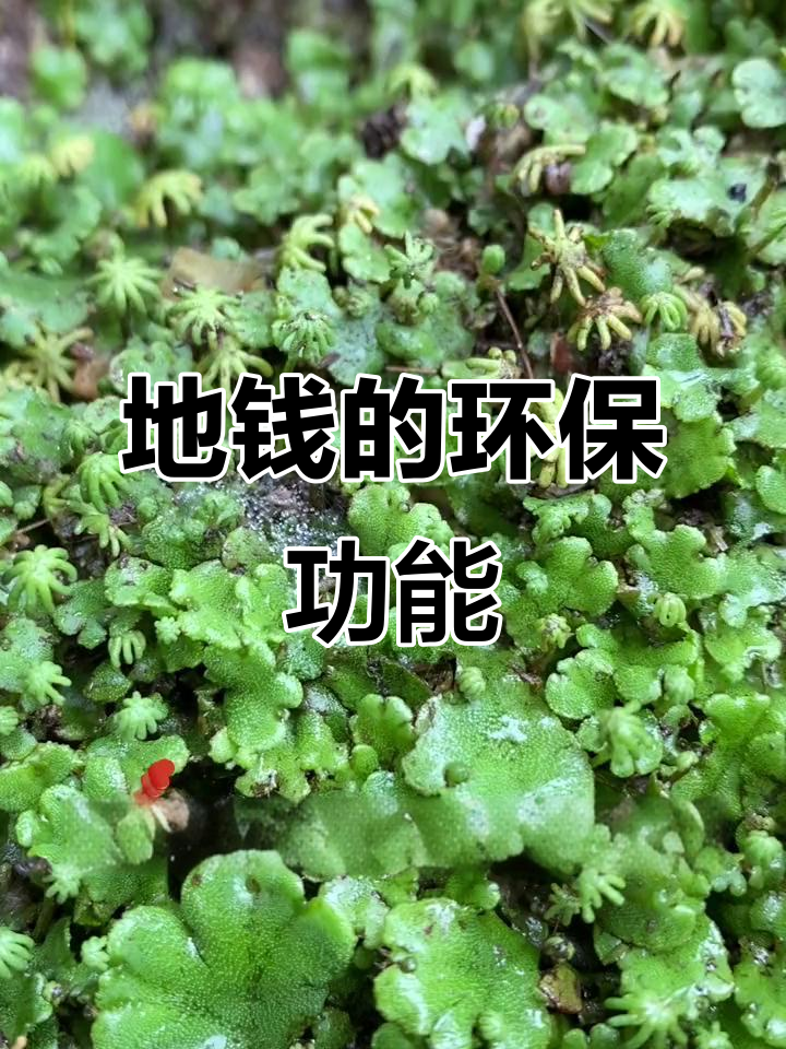 苔藓植物地钱:大气污染的"警报器"