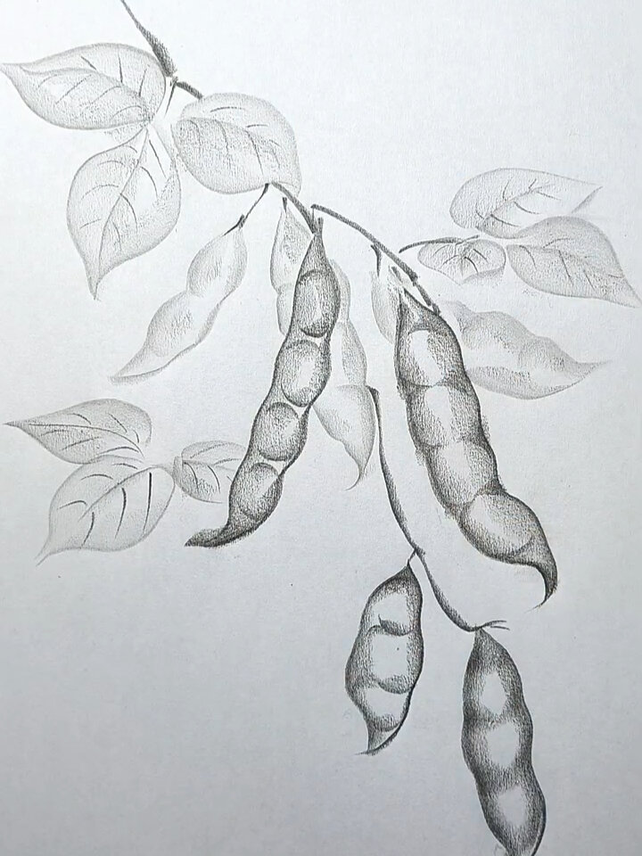 豆角树简笔画图片