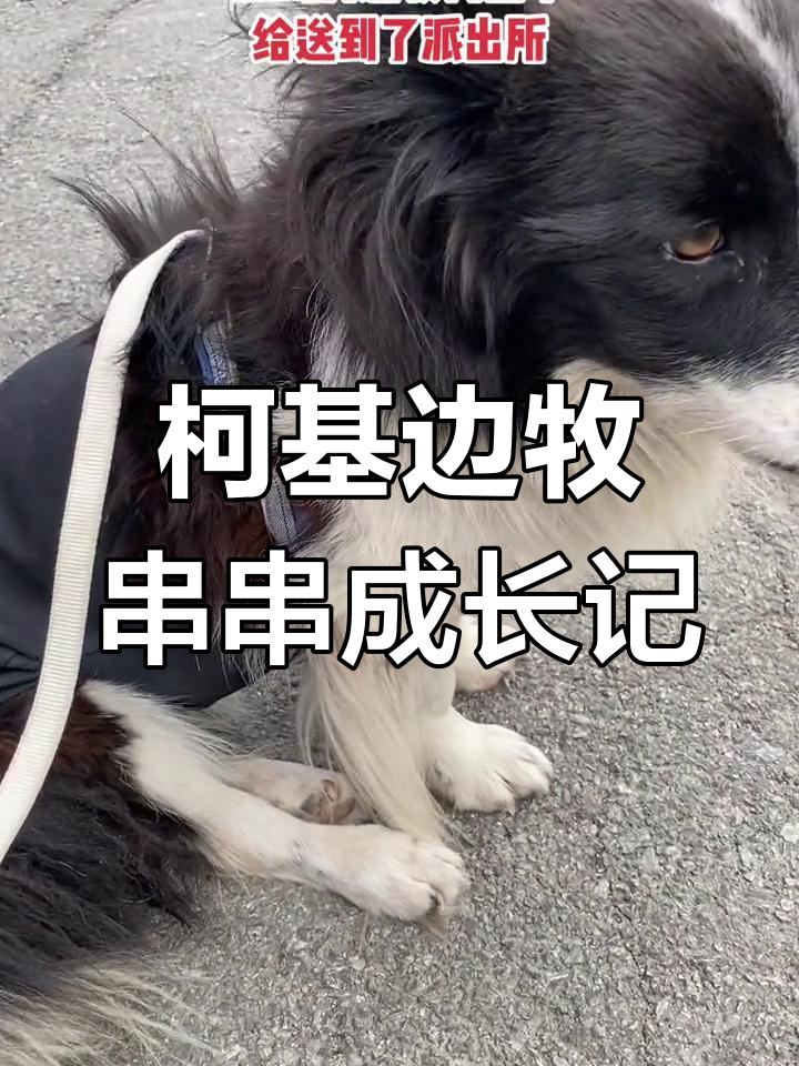 柯基与边牧的混血宝宝,萌态十足,像极了第二个儿子