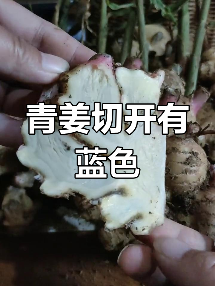 青姜的独特颜色,腾冲特产