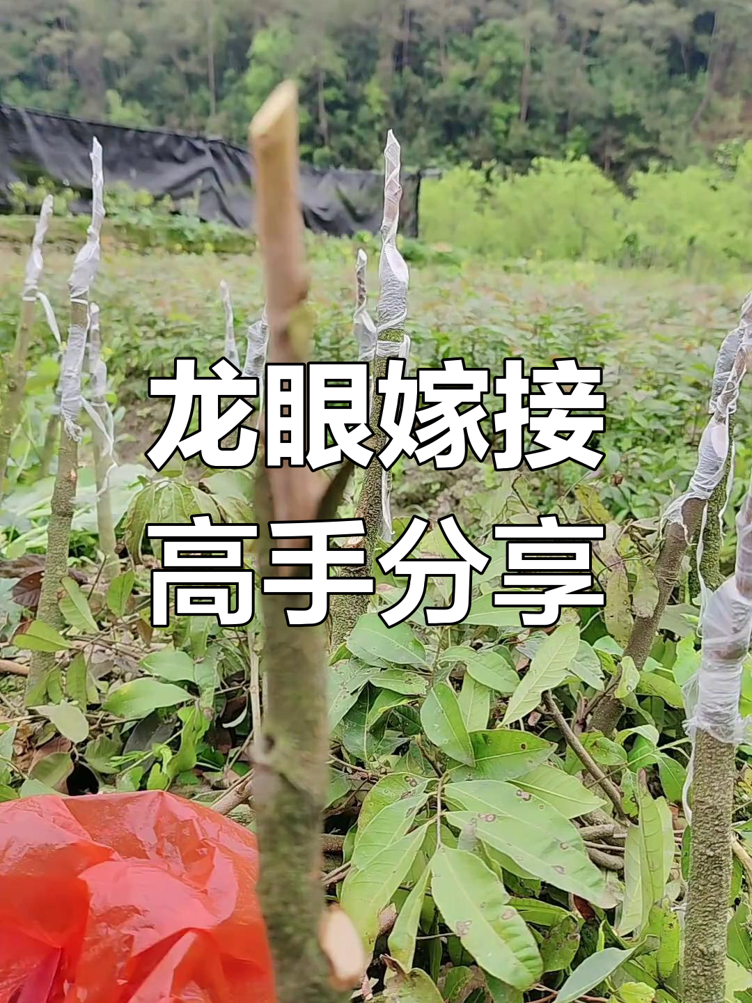 龙眼嫁接技巧大揭秘,2024新农人计划助力果苗供应