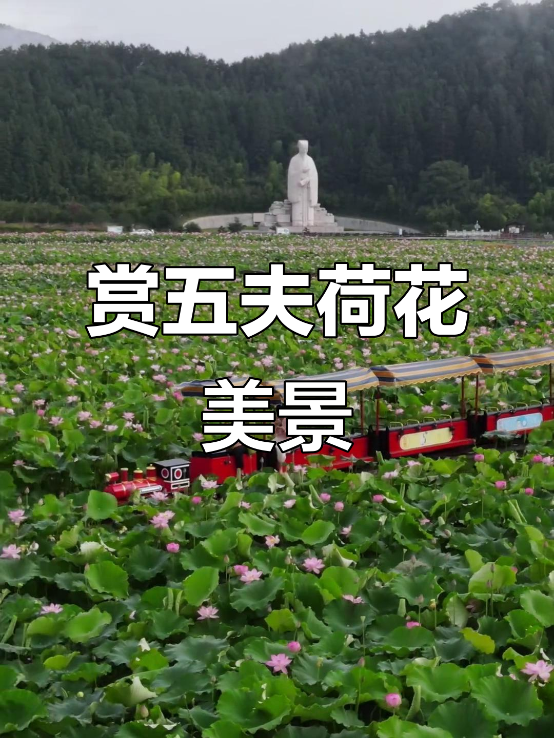 五夫荷花节,荷香四溢让人心旷神怡