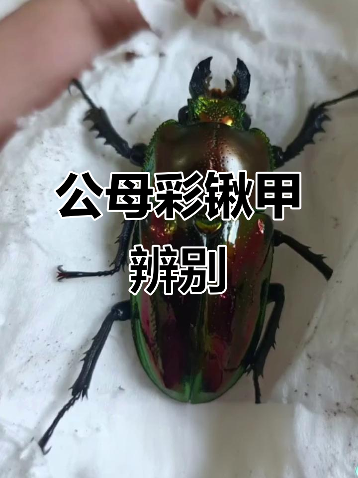 彩虹锹甲公母虫区分技巧,牙齿与胸甲特征大揭秘